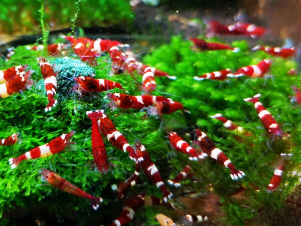 TAIWAN BEE PANDA RUBY RED - 1.0 CM